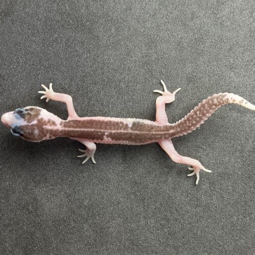 ヒョウモントカゲモドキ | SHN_REPTILES 3.0